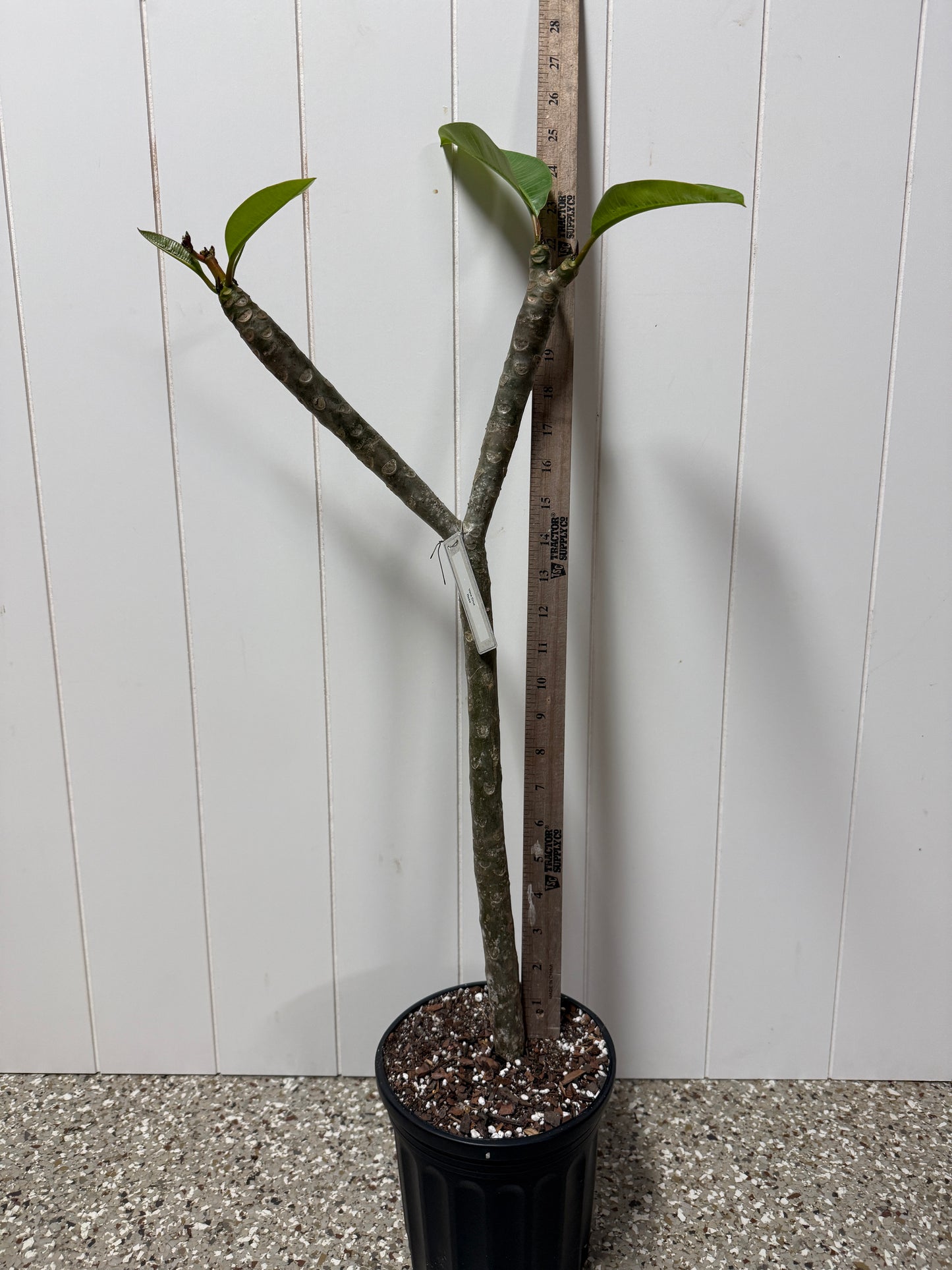 Vera Cruz Rose Plumeria Rooted cutting (LOCAL)