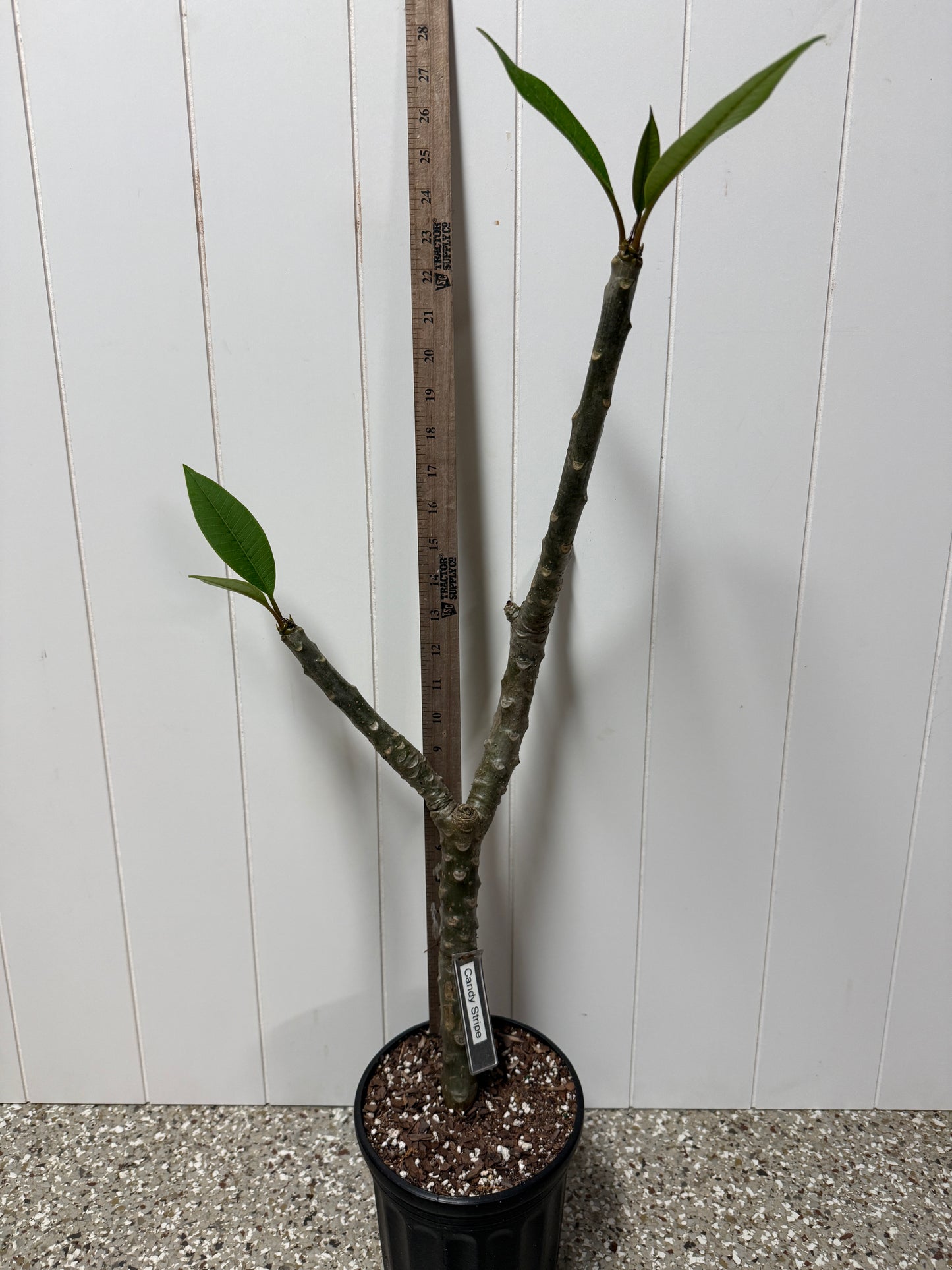 Candy Stripe Plumeria Rooted cutting (LOCAL)