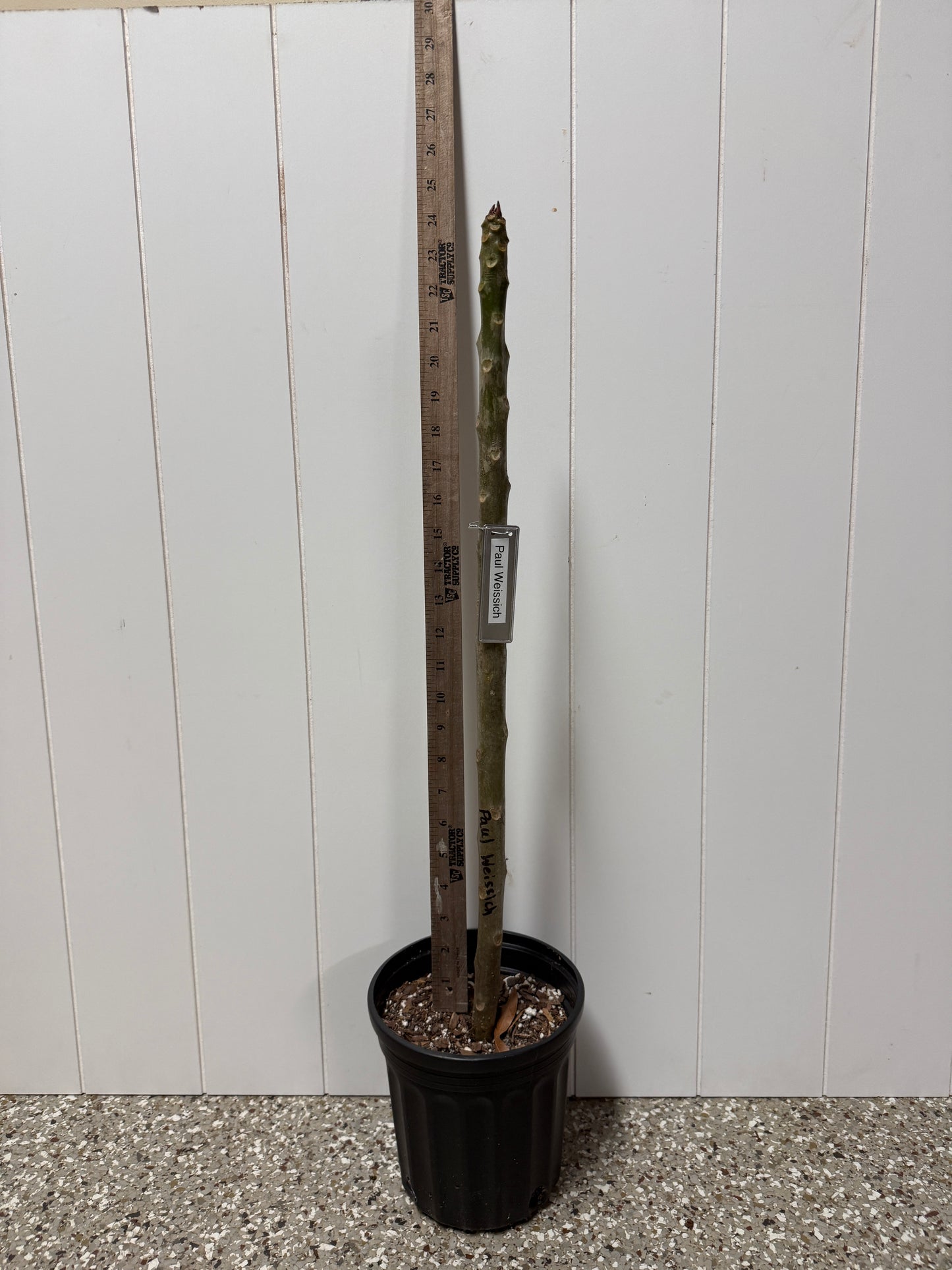 Paul Weissich Plumeria Rooted cutting (LOCAL)
