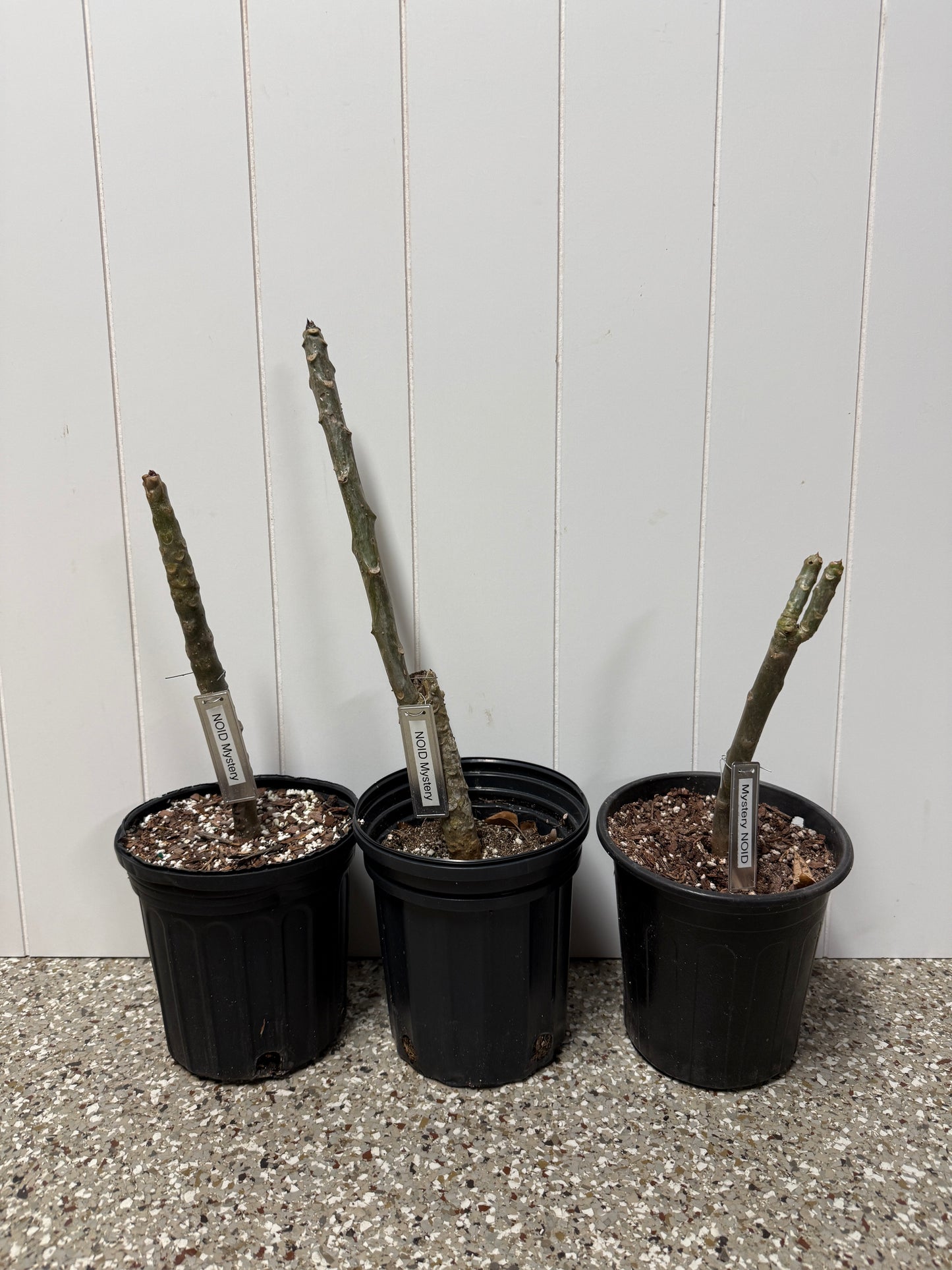 BIP Mystery NOID Plumeria Rooted Cuttings