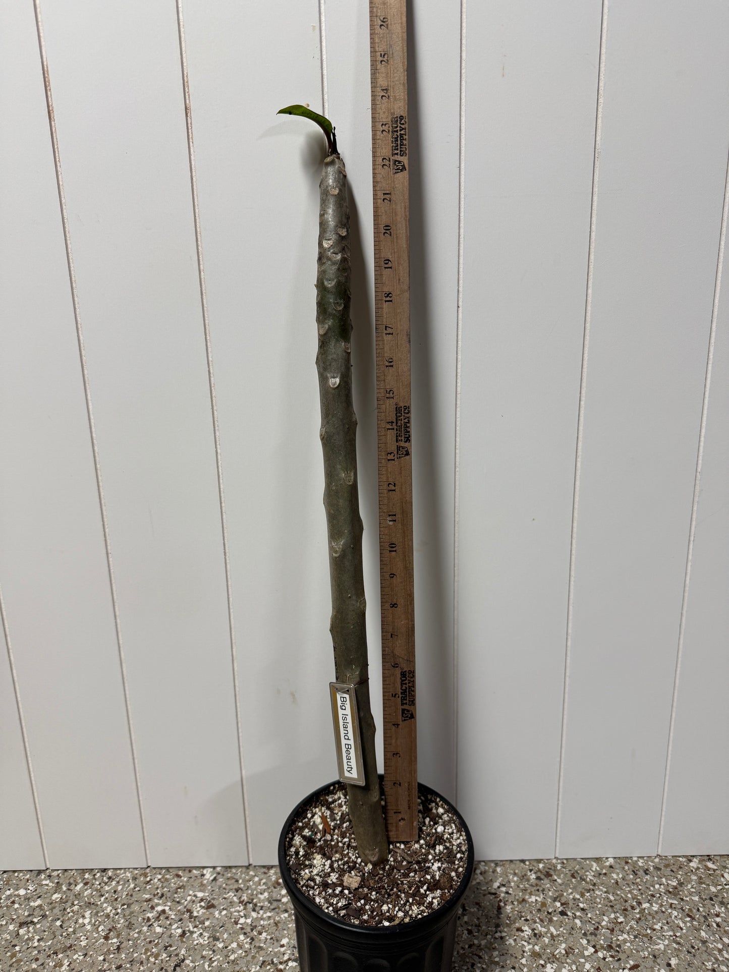 Big Island Beauty Plumeria rooted cutting (LOCAL)