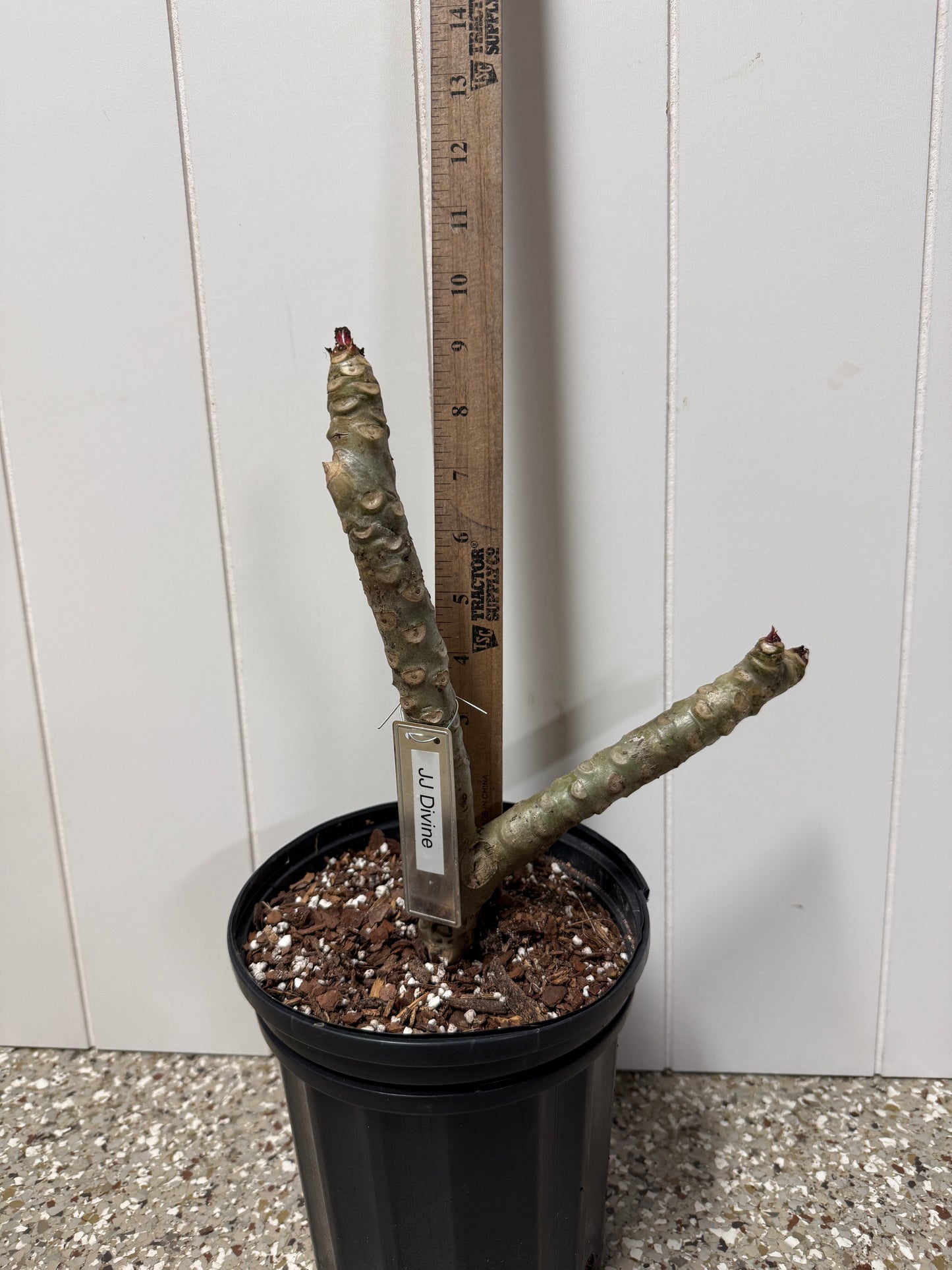 JJ Divine Plumeria rooted cutting (LOCAL)