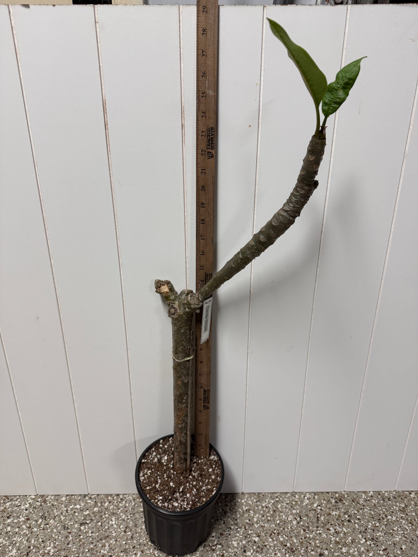 Candy Stripe Plumeria Rooted cutting (LOCAL)