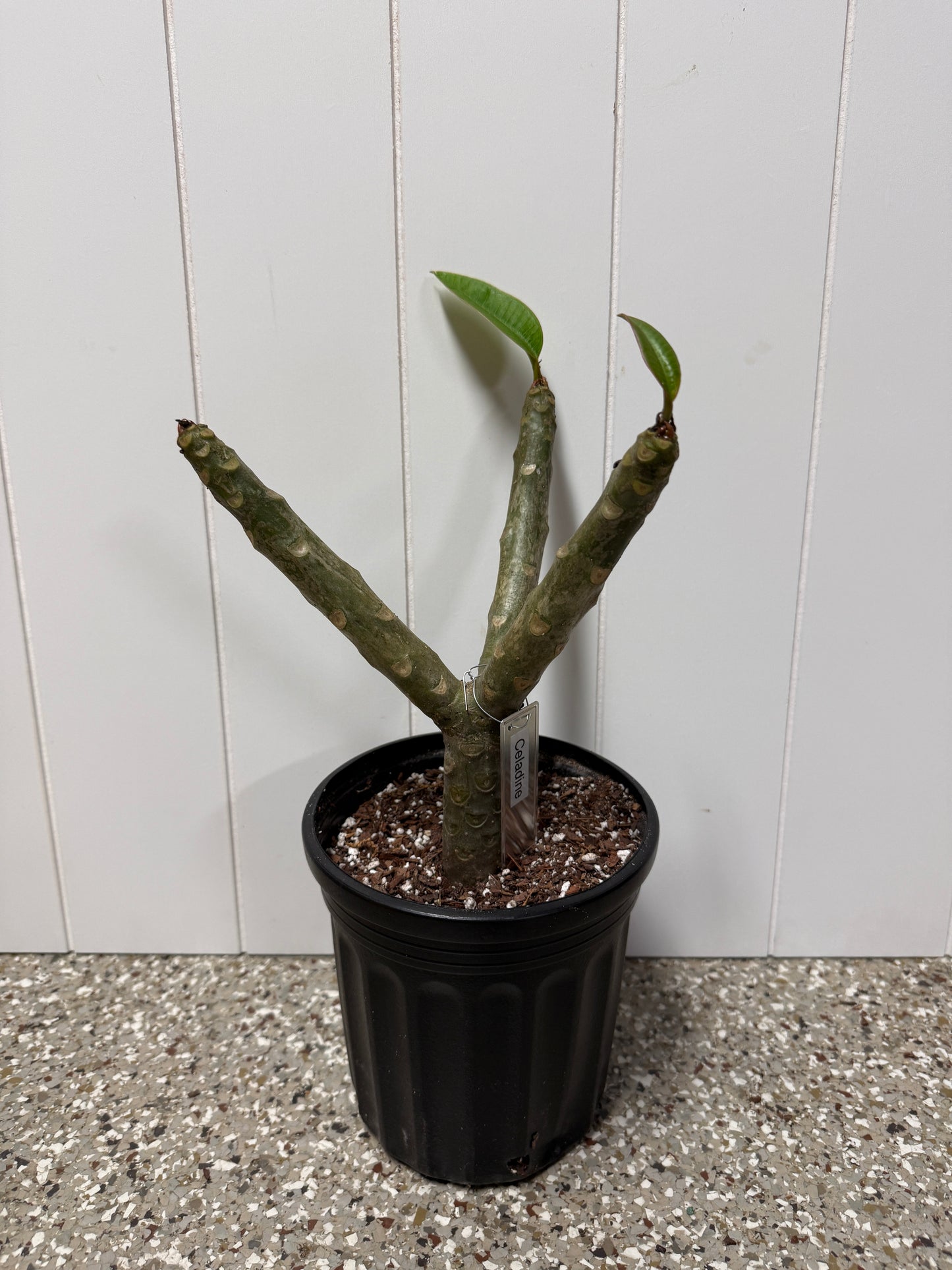 Celadine Plumeria Rooted cutting (LOCAL)
