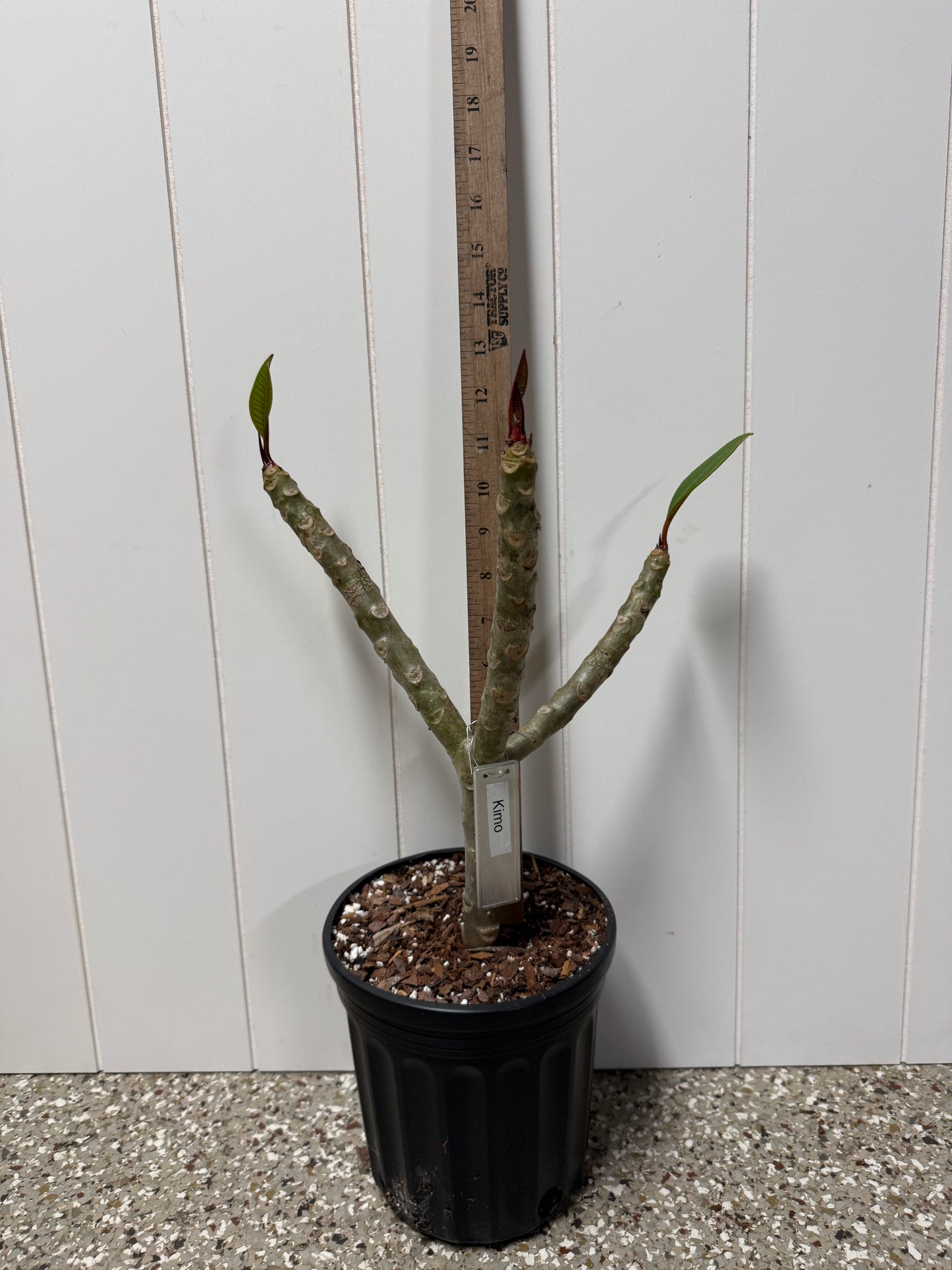 Kimo Plumeria Rooted cutting (LOCAL)