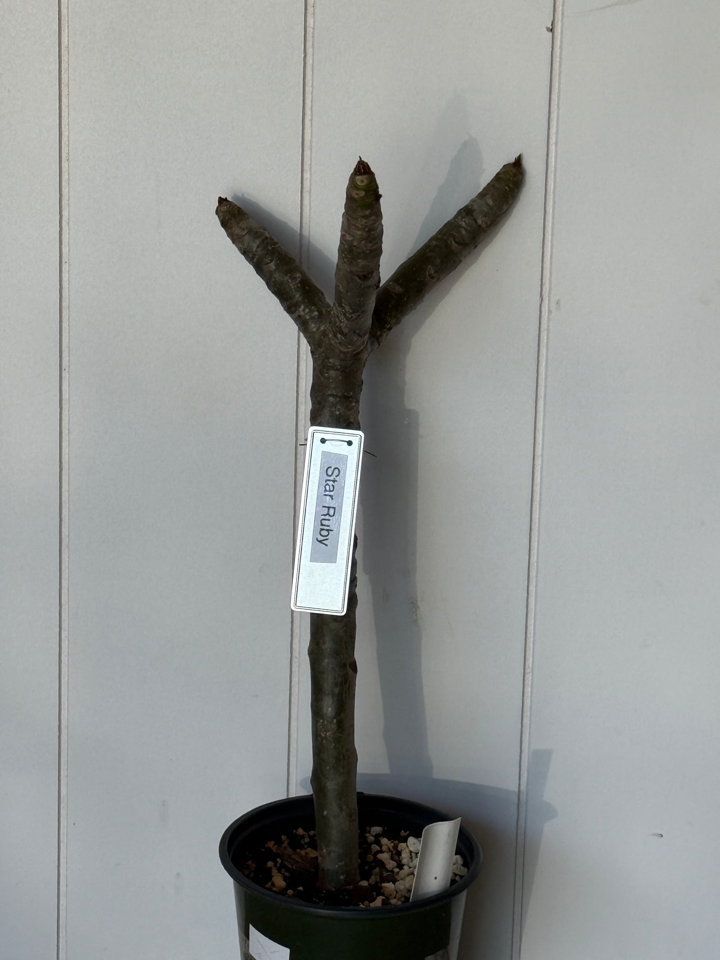 Star Ruby Plumeria rooted cutting