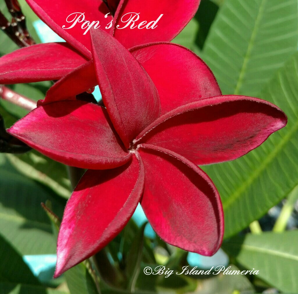Pop's Red Plumeria Rooted cutting