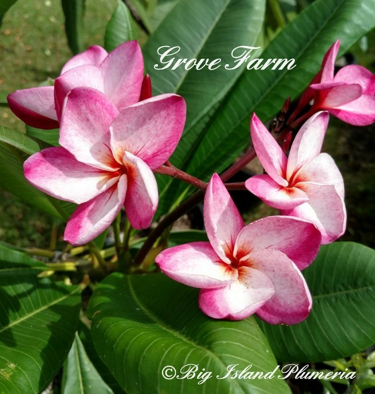 Grove Farm Plumeria