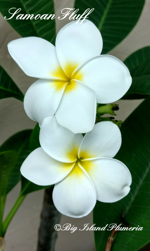 Samoan Fluff Plumeria rooted cutting