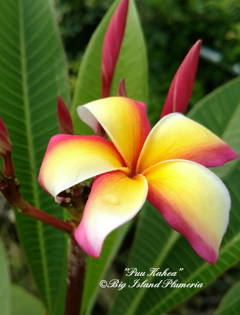 Puu Kahea Plumeria