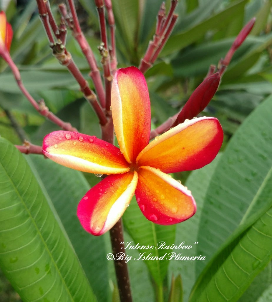 Intense Rainbow Plumeria