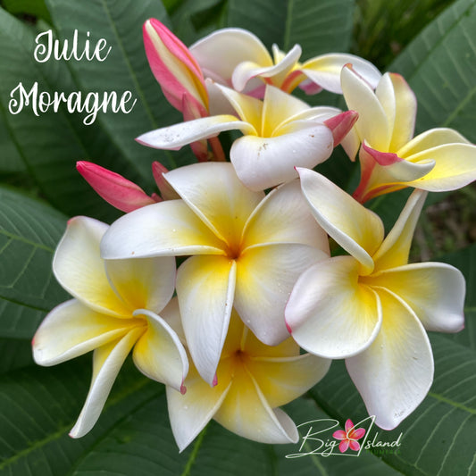 Julie Moragne Rooted cutting