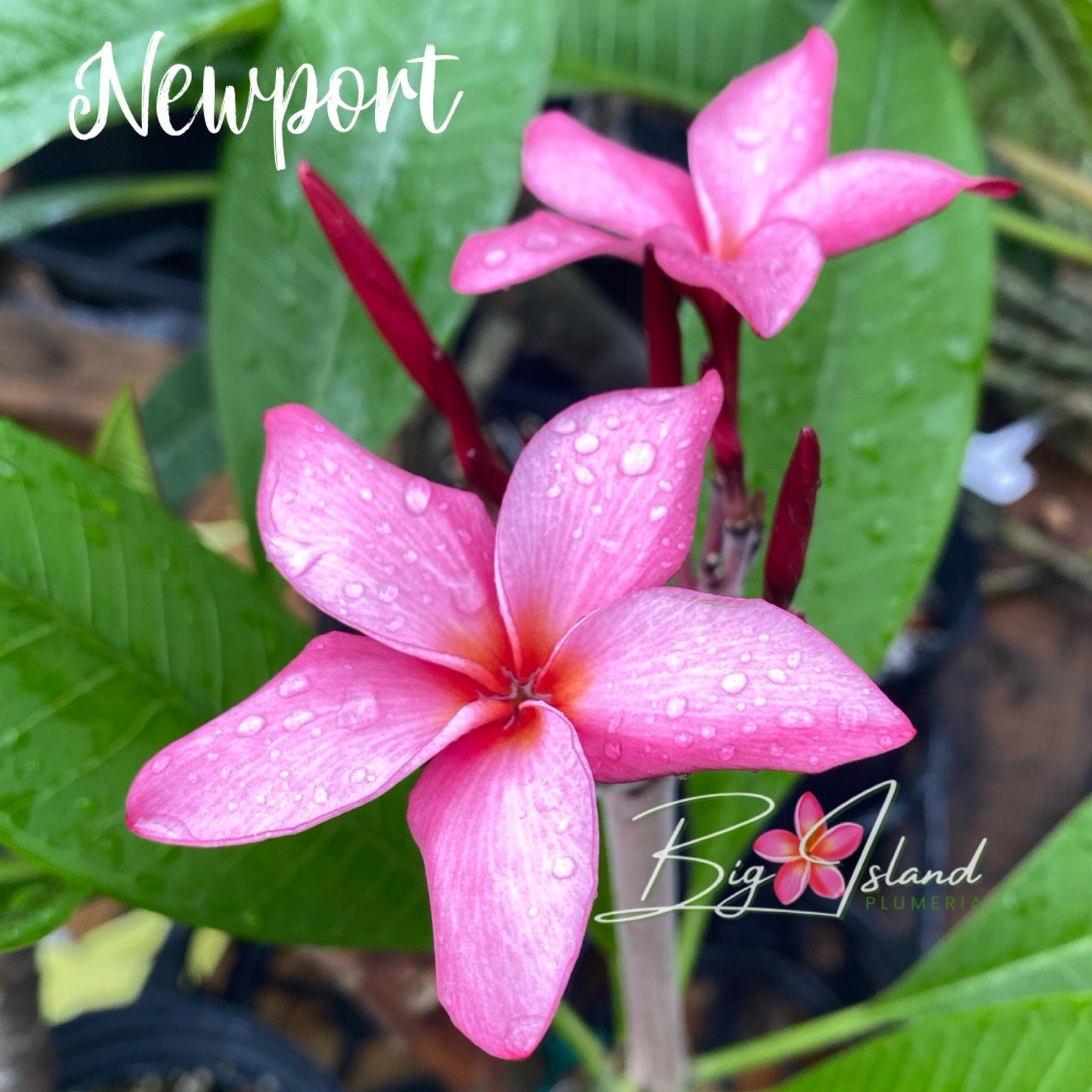 Newport Plumeria