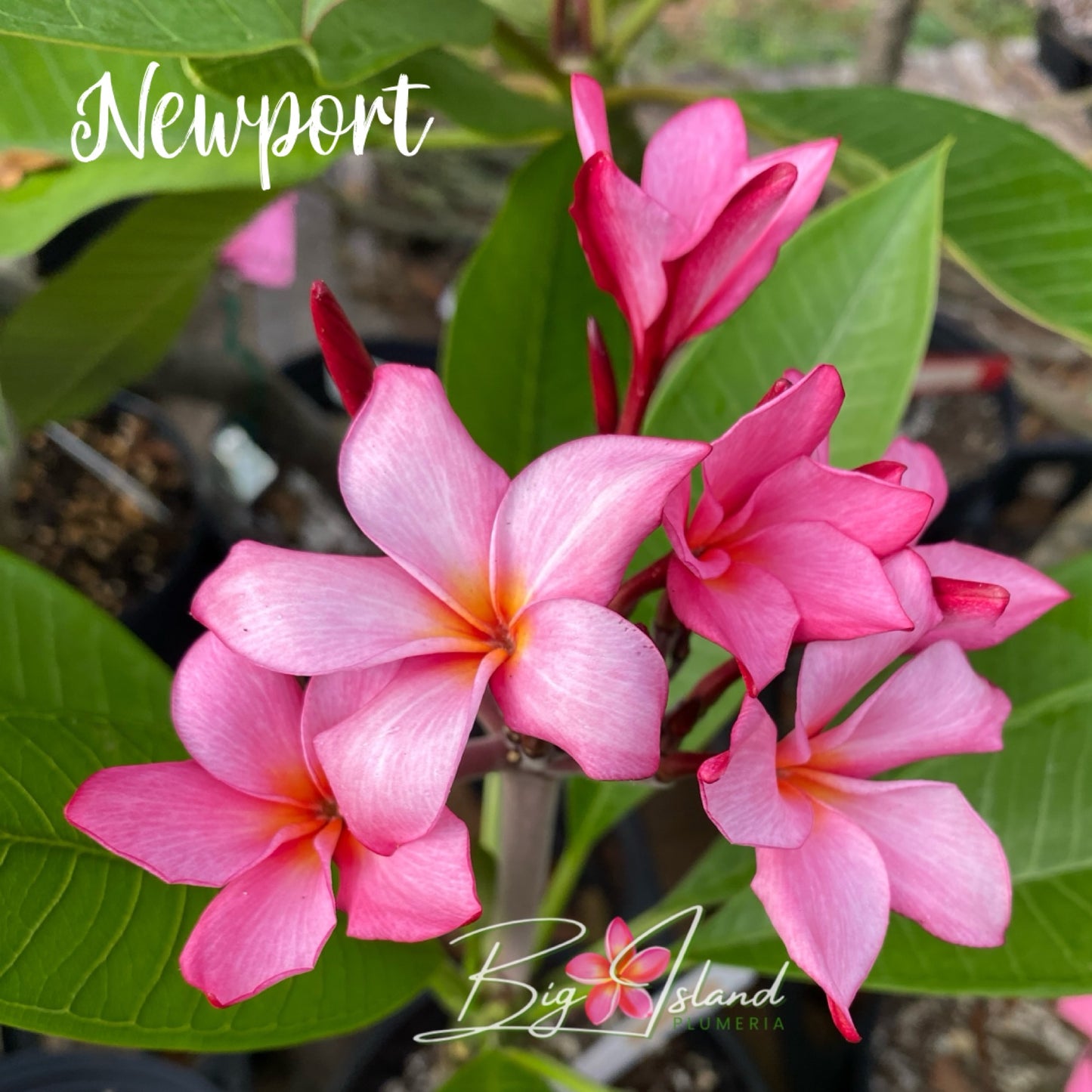 Newport Plumeria