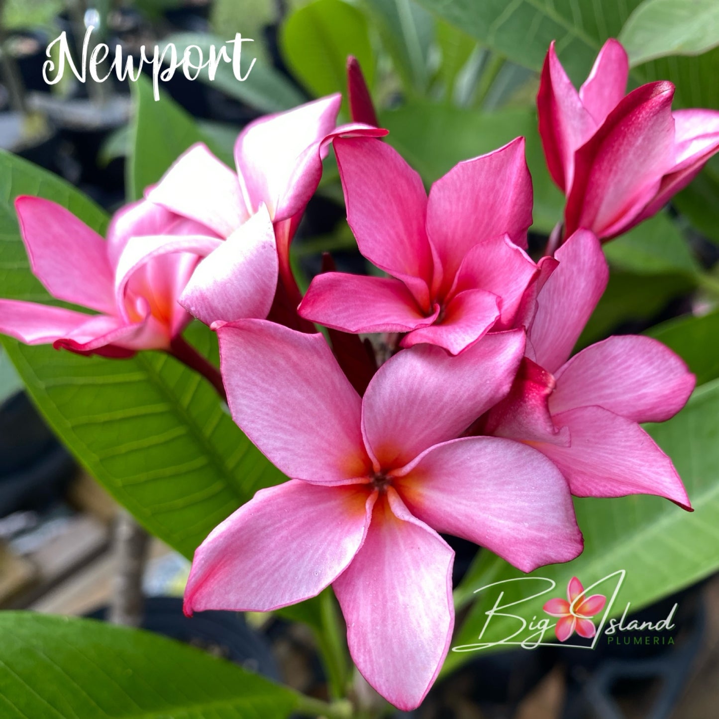 Newport Plumeria