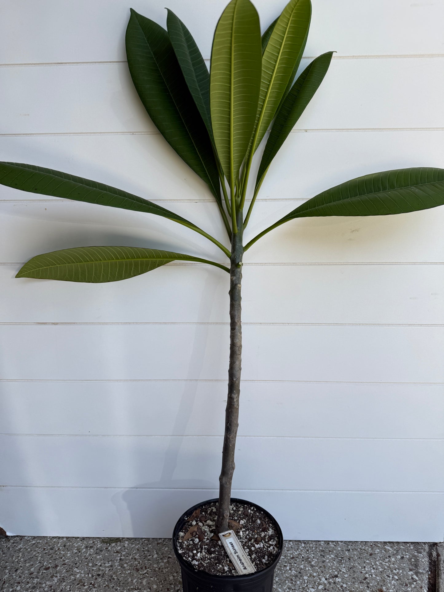 Anaheim Sunset Plumeria rooted cutting (LOCAL)