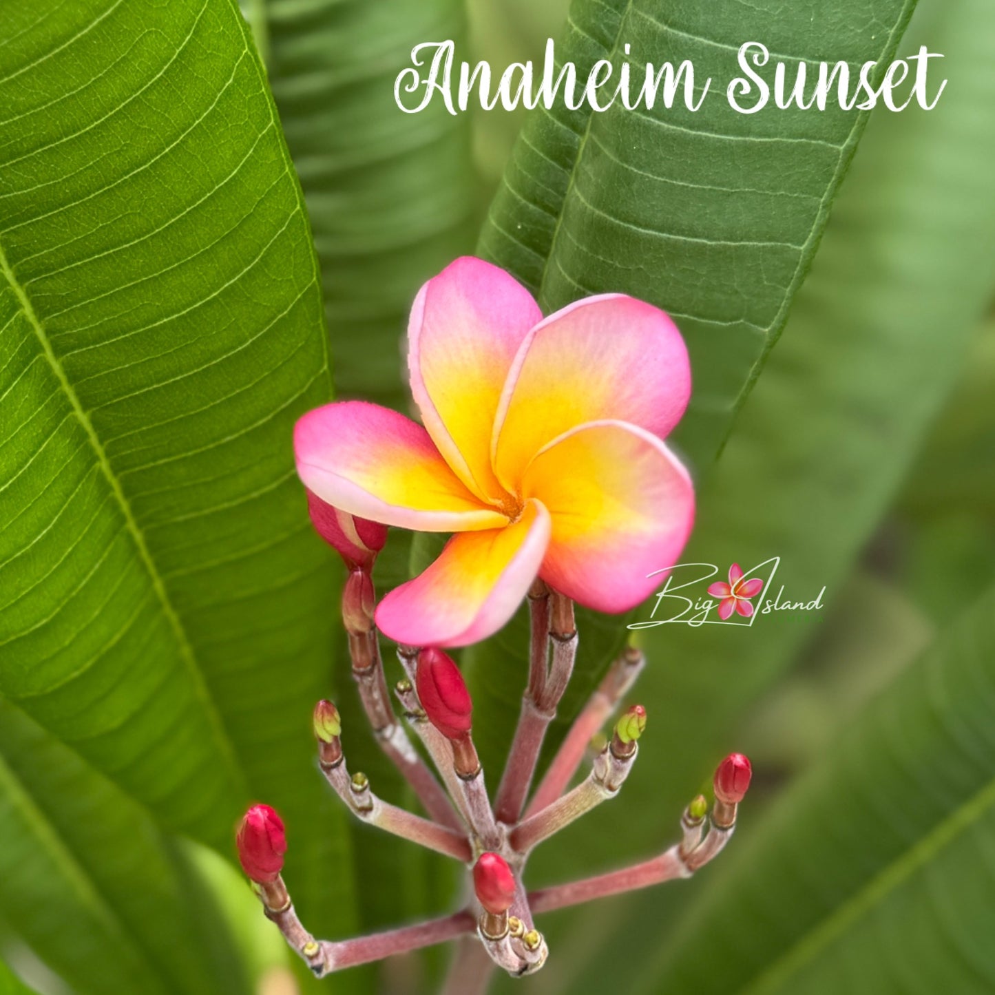 Anaheim Sunset Plumeria rooted cutting (LOCAL)