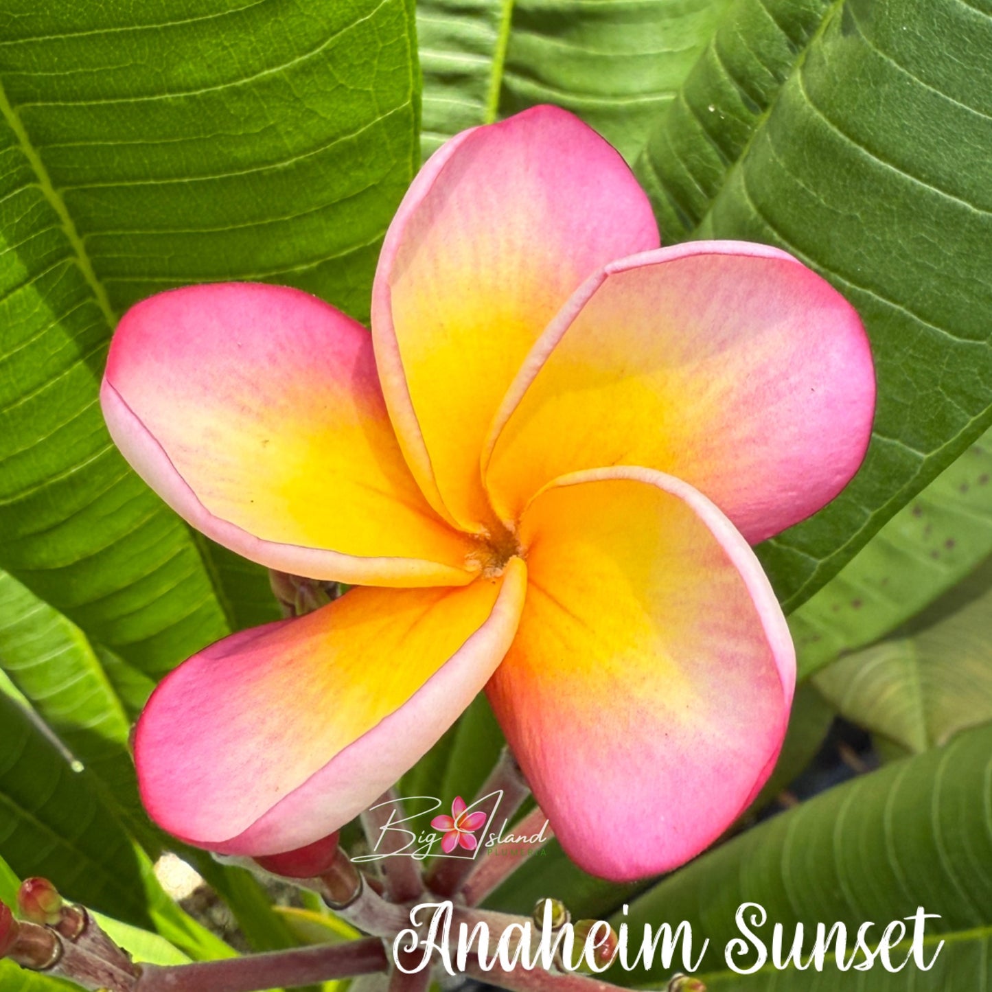 Anaheim Sunset Plumeria rooted cutting (LOCAL)