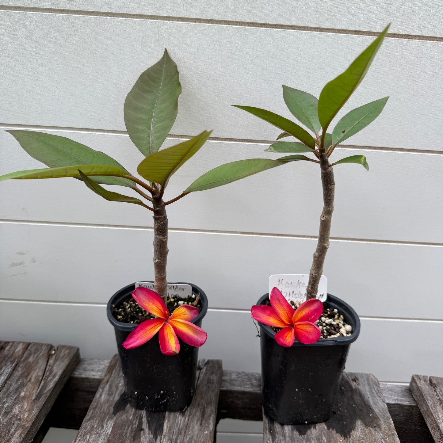 Plumeria 1-year Seedlings - Make your own Pack!