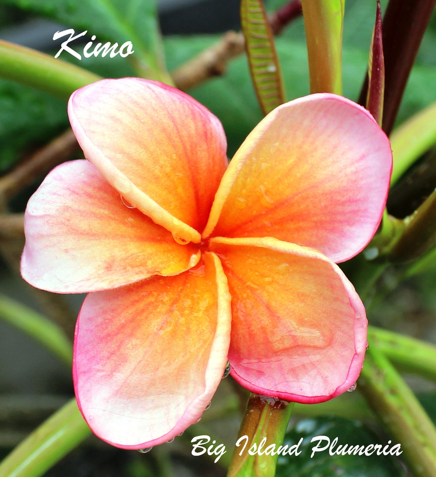 Kimo Plumeria
