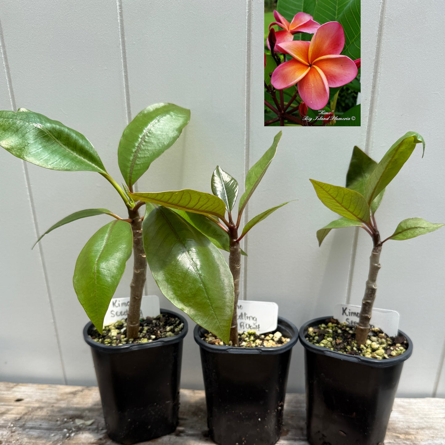 Plumeria 1-year Seedlings - Make your own Pack!