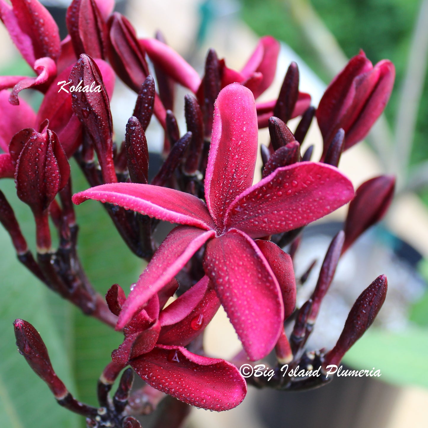 Kohala (Scott Pratt) Plumeria