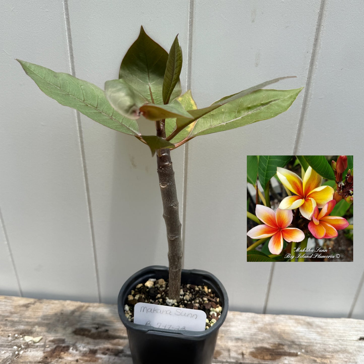 Plumeria 1-year Seedlings - Make your own Pack!
