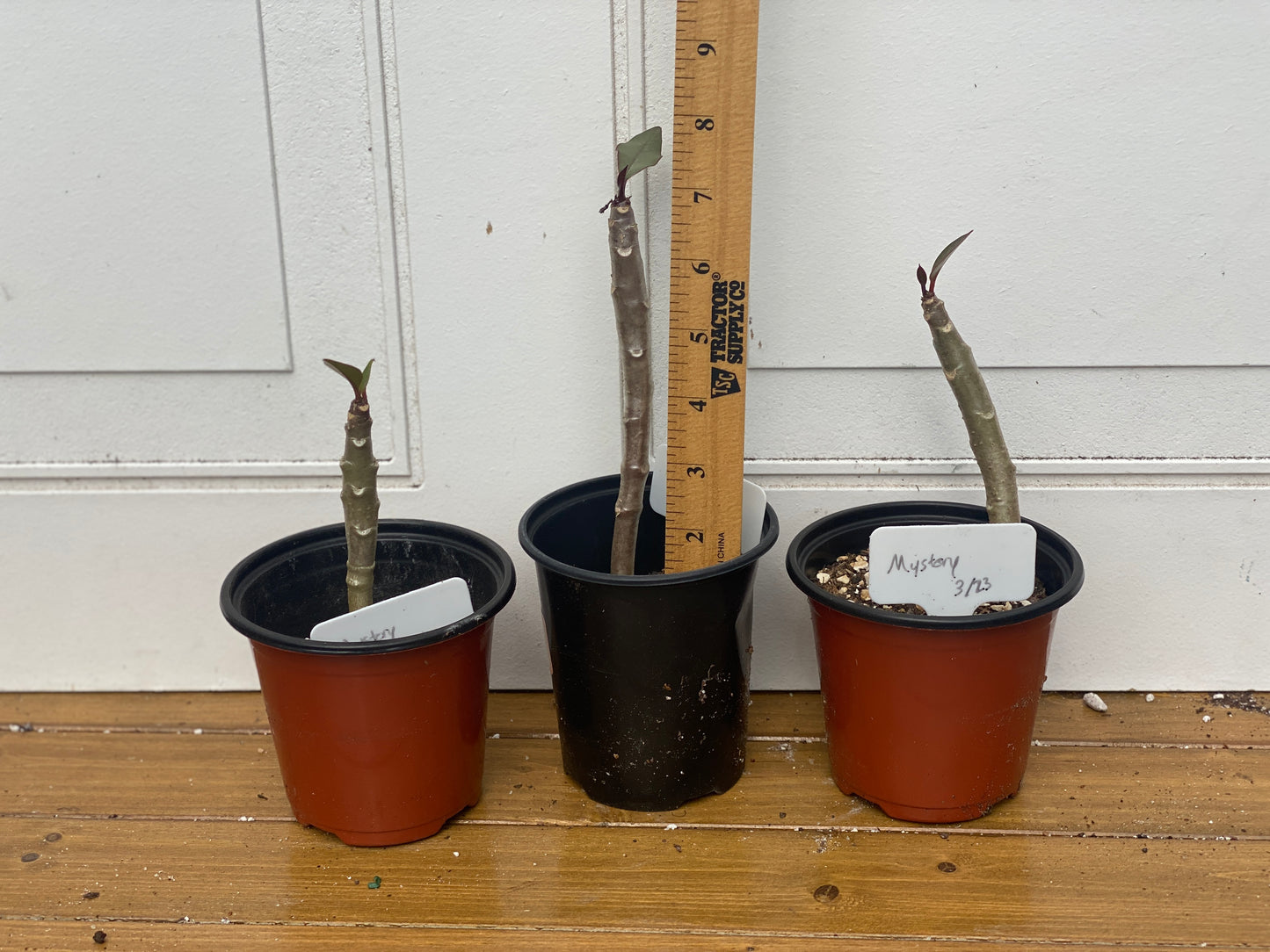 Plumeria Seedlings - Make your own Pack!