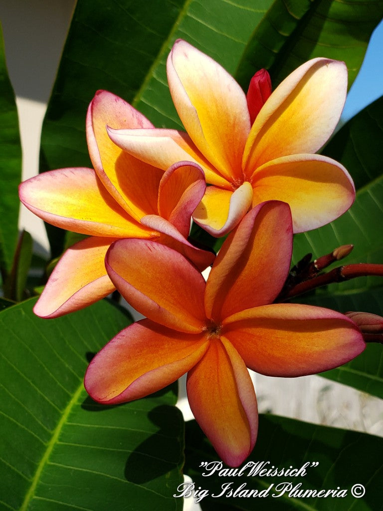 Paul Weissich Plumeria