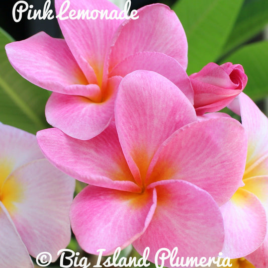 Pink Lemonade Plumeria