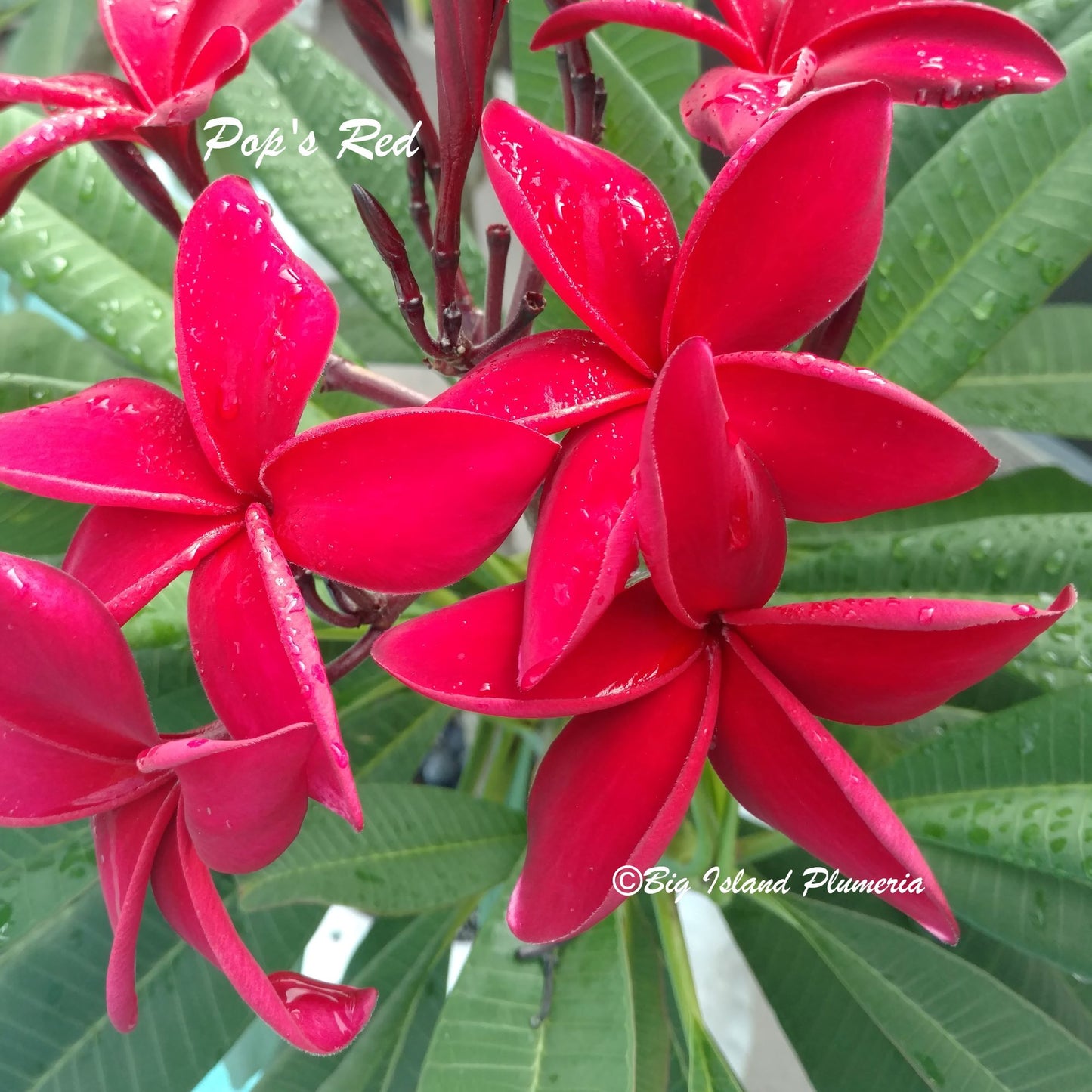 Pop's Red Plumeria Rooted cutting