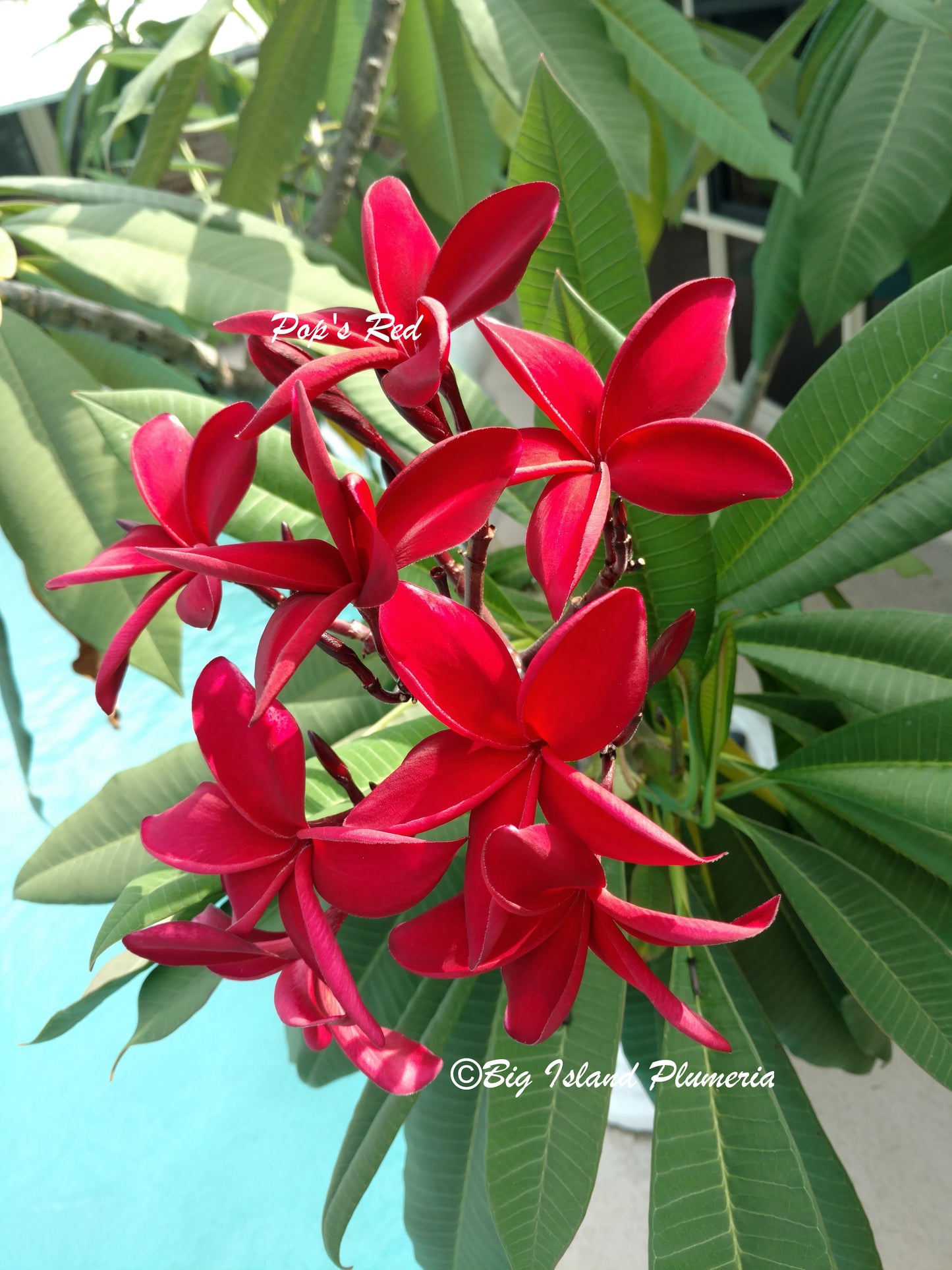 Pop's Red Plumeria Rooted cutting
