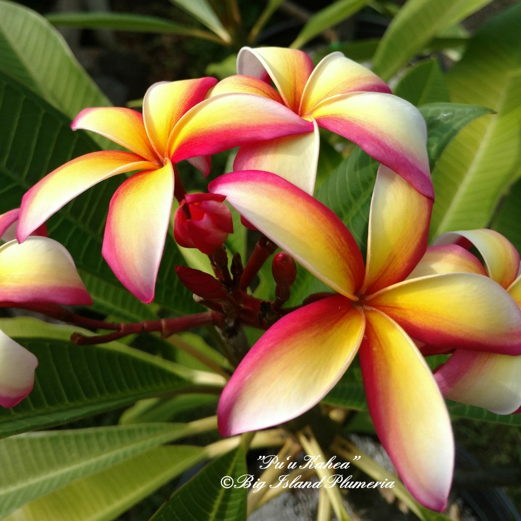 Puu Kahea Plumeria