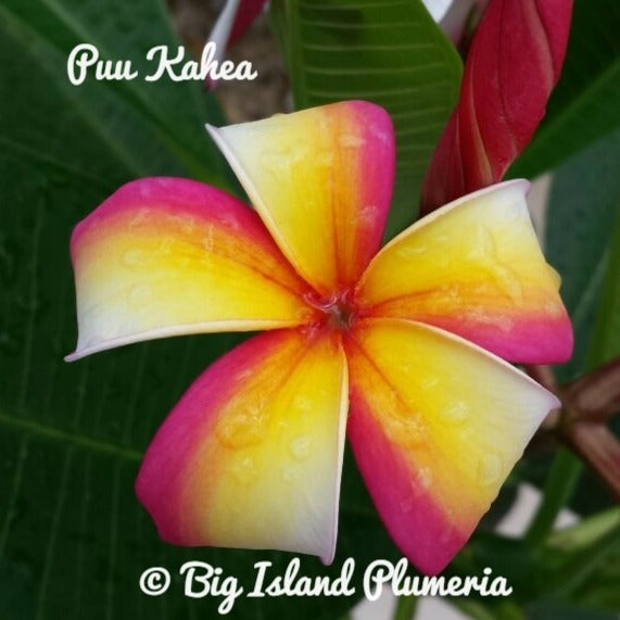 Puu Kahea Plumeria