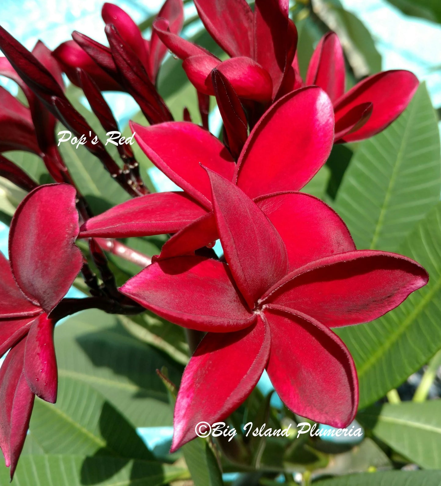 Pop's Red Plumeria Rooted cutting