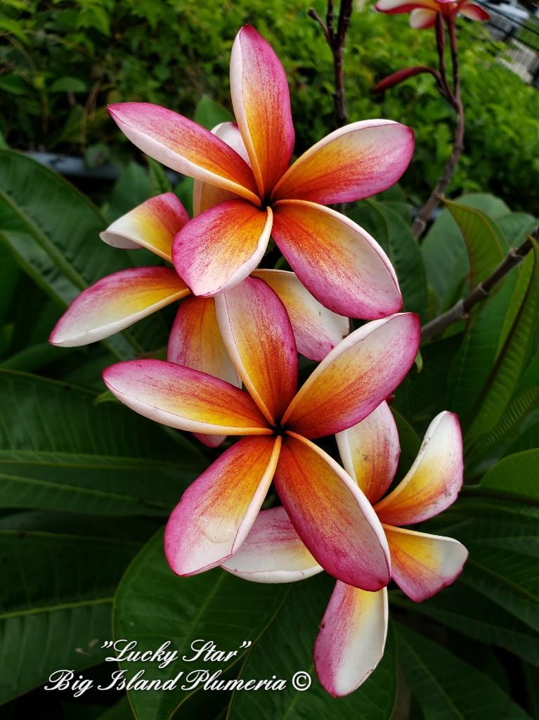 Lucky Star Plumeria rooted cutting